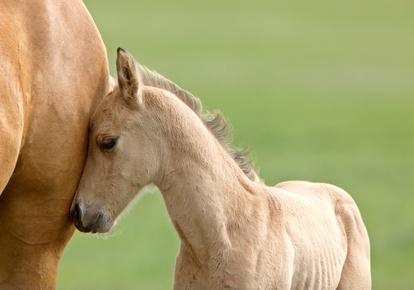 Rind vs. Pferd – Die niedersächsischen Geruchsimmissions-Richtlinie (GIRL)